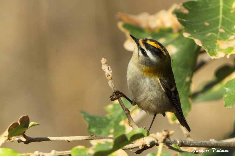 Roitelet triple bandeau_.jpg